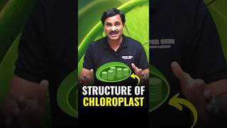 Structure of Chloroplast  Explained in 1 Minute 🔥 cellbiology chloroplast biology neet [upl. by Wylde656]