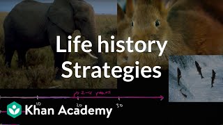 Organism life history and fecundity  Ecology  Khan Academy [upl. by Goetz795]