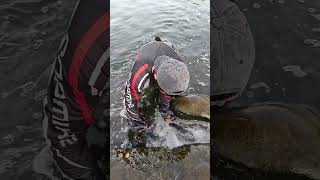 I groped the rushing water and caught two fish viral tilapia amazing [upl. by Moise]