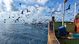 Kapal membawa Ribuan ikan diikuti Ribuan burung [upl. by Otho]