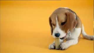 Pedigree Werbung 2012 Deutsch [upl. by Rhyner]