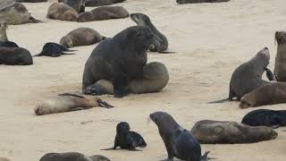 Walvis Bay Robbenpaarung [upl. by Ainesell925]