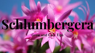 Schlumbergera Grow and Care Tips [upl. by Aisha825]