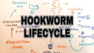 Hookworm infection  Lifecycle of hookworm  easy explaination [upl. by Annekim]