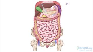 Anatomy of the Abdominal Viscera Esophagus and Stomach [upl. by Immak]