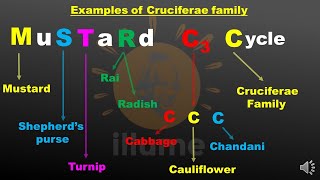 MnemonicTrick to remember examples of Cruciferae  Brassicaceae  Mustard family for NEET [upl. by Ilahsiav]