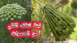 نبتة تنظف الكلي والمثانة من الحصوات [upl. by Marsha]