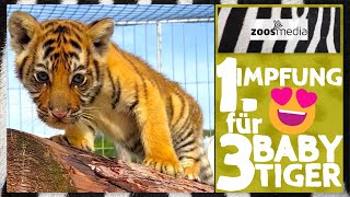 BABYTiger 😍 bekommen Impfung 💉 in Melodys Kinderparadies 🐯  zoosmedia [upl. by Enelkcaj56]