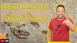 Órgãos Homólogos e Órgãos Análogos  Evidências Evolutivas  Anatomia Comparada  Evolução [upl. by Besse]