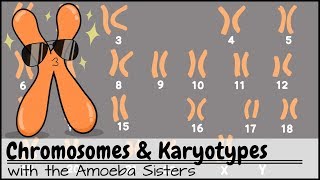 Chromosomes and Karyotypes [upl. by Nosyk]