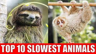 TOP 10 Slowest Animals  Learn Slowest Animals in The World [upl. by Samuelson]