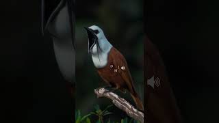 Threewattled bellbird doing courtship call in Costa Rica birds nature wildlife costarica [upl. by Skyler]