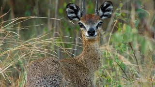 NIKKOR 200mm500mm the Best Lens for Wildlife You Keep Shooting with Bryan Peterson [upl. by Ecadnarb]