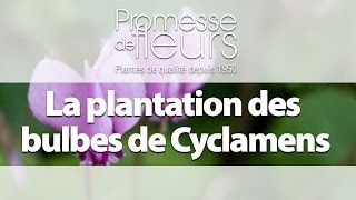 Planter des bulbes de Cyclamens  vidéo pour le jardin [upl. by Nylkcaj]