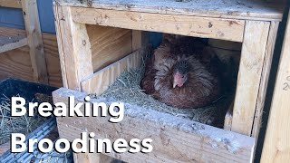 3 Ways to Stop a Broody Hen [upl. by Meave]