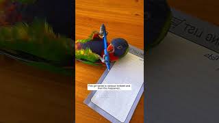 This girl saved a rainbow lorikeet and then this happened parrot babyparrot short [upl. by Eran]