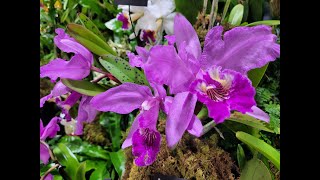 Tamiami International Orchid Festival Part 2 [upl. by Hairam]