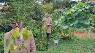 Ein echtes Zimtbäumchen im Garten [upl. by Eeleak]