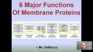 6 Major Functions of Cell Membrane Proteins [upl. by Suk]