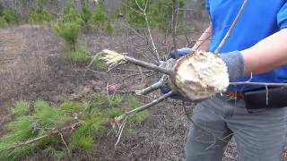 Triclone Trimmer Head cutting 5 trees in seconds [upl. by Biondo]