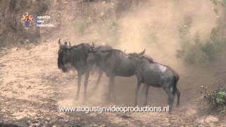 quotthe Crossingquot  Wildebeest migration [upl. by Ayekan]