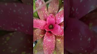 Beautiful bromeliads plant plants garden shortvideo trending [upl. by Eicyaj]