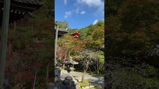 今日20241112の今熊野観音寺色づいてきました。Imakumano Kannonji Temple today今熊野観音寺 そうだ京都行こう 紅葉hirori ひろり [upl. by Daus]