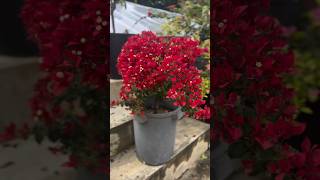 ❤ Rare ID ❤  Bougainvillea Garden  Flowers Bloom  Rare Collection  Tips  grafted  grow  trick [upl. by Lurie274]