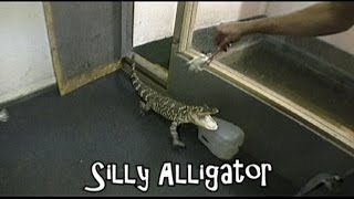 PET ALLIGATOR Gets Too Excited When FEEDING [upl. by Habas]