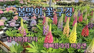 봄에는 꽃구경 이죠 남사화훼단지 예삐플라워 아울렛 랜선식물 쇼핑 [upl. by Niotna]