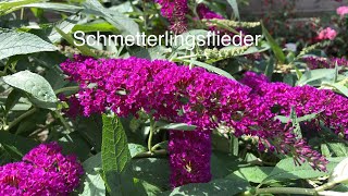 Der Schmetterlingsflieder [upl. by Eceeryt994]