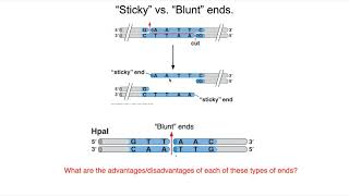 Restriction Enzymes and Ligase [upl. by Nelie415]