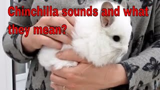 Chinchilla sounds and what they mean [upl. by Oznecniv452]