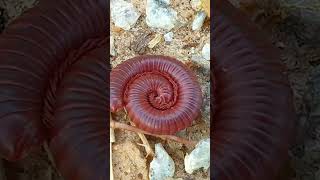 Millipede SECRETS You Wont Believe 15 [upl. by Ruyam859]