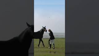 The Incredible Beauty of Friesian Horses [upl. by Lokin]