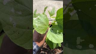 Cowpea Leaf Miner ko kaise control kare 😱😨😲 shorts [upl. by Enomis]