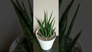 Snake Plant Sansevieria Fernwood [upl. by Brunhild]