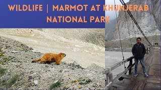 Wildlife  Marmot at Khunjerab National Park [upl. by Blaine]