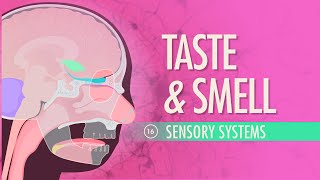 Taste amp Smell Crash Course Anatomy amp Physiology 16 [upl. by Leander]