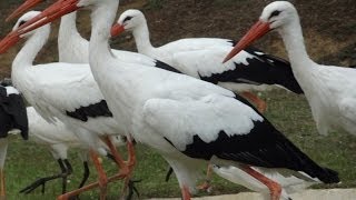 La cigogne est un oiseau migrateur  Le jardin des Oiseaux  Upie Drôme France [upl. by Esinej]