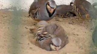 Chukar Partridge National Bird of Pakistan [upl. by Analem]