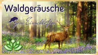 Geräusche zum Einschlafen  Waldgeräusche zur Entspannung [upl. by Anitsirc]