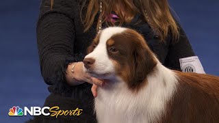 National Dog Show 2022 Herding Group Full Judging  NBC Sports [upl. by Shiff919]