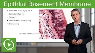 Epithlial Basement Membrane – Histology  Lecturio [upl. by Eelrebma]