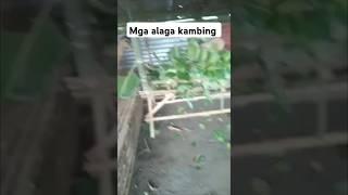 pag sisimula sa pag alaga ng kambing aby alaga kambing kambingan goat farming farmer [upl. by Laertnom]