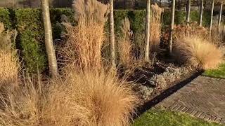 Planting ideas for winter colour  why not use ornamental grasses in beds [upl. by Akimrehs]