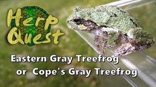 Eastern Gray Treefrog or Copes Gray Treefrog  Herp Quest 4 Herpetology Education [upl. by Annatnas878]