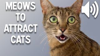 Sounds that attract cats  Meow to make cats come to you [upl. by Gunar]