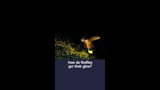 How do fireflies get their glow [upl. by Kcajyllib397]