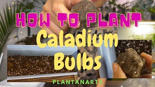 How To Plant Caladium Bulbs [upl. by Saixela805]